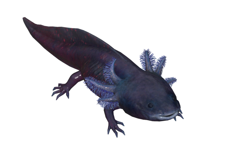Fichier:Poisson Axolotl ombreux.png