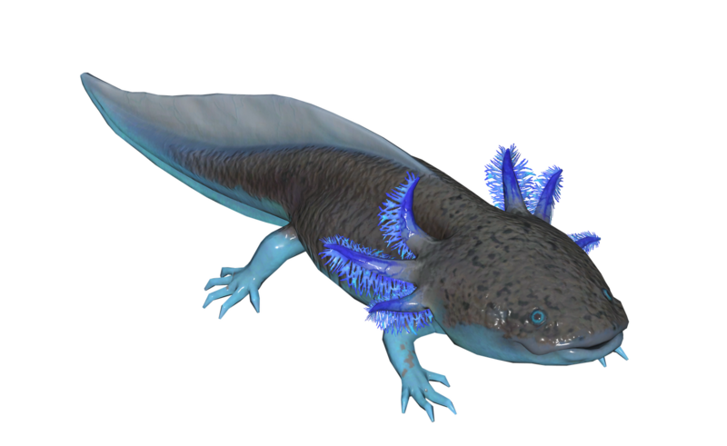 Fichier:Poisson Axolotl pierreux.png