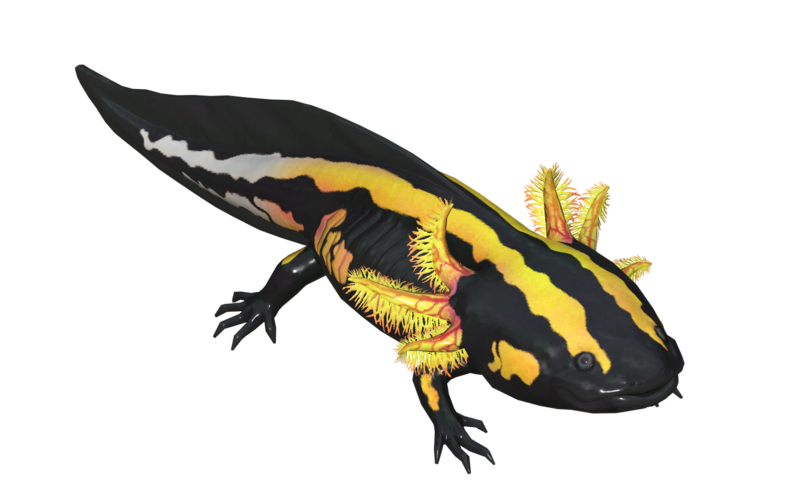 Fichier:Poisson Axolotl raye.png