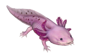 Poisson Axolotl rose.png