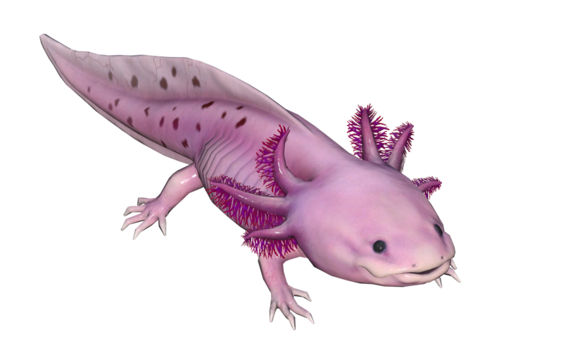 Fichier:Poisson Axolotl rose.png
