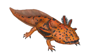 Poisson Axolotl tachete.png