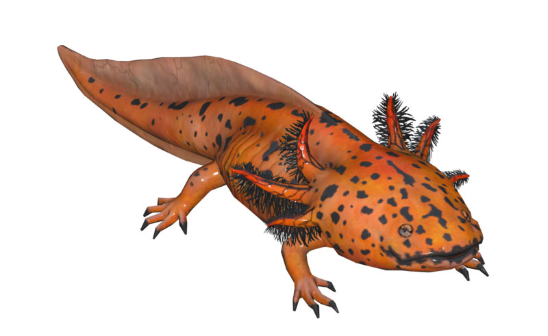 Fichier:Poisson Axolotl tachete.png