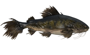 Poisson Barbillons-de-Sang.png