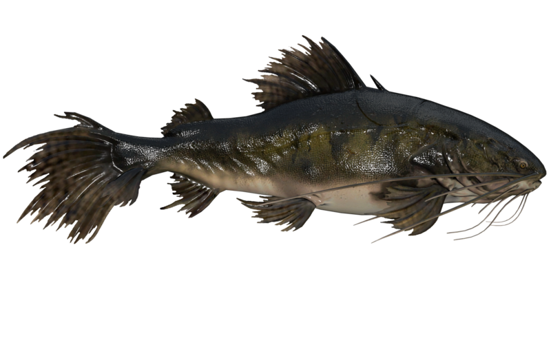 Fichier:Poisson Barbillons-de-Sang.png