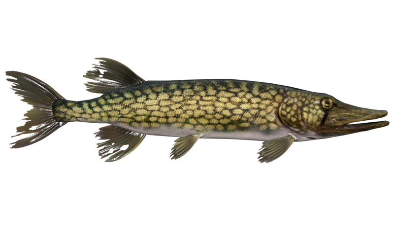 Fichier:Poisson Brochet a chaine.png