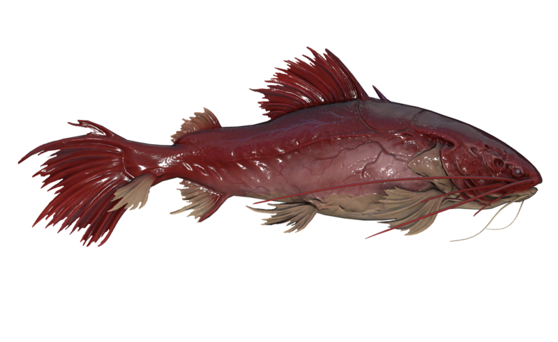 Fichier:Poisson Broyeur d organes.png