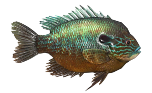 Poisson Dorecaille.png