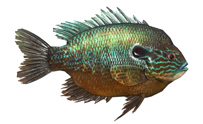 Fichier:Poisson Dorecaille.png