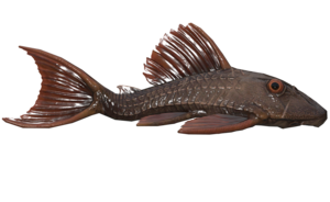 Poisson Ecailles-de-Cuir.png