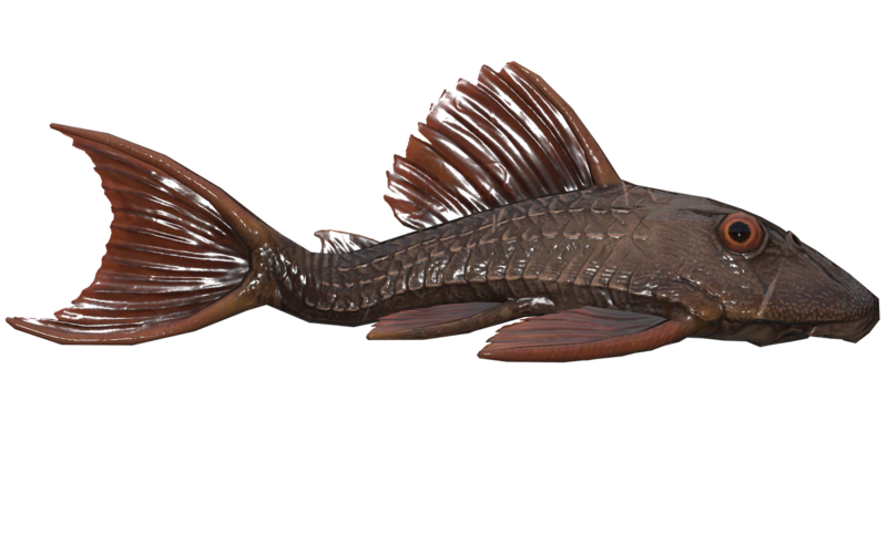 Fichier:Poisson Ecailles-de-Cuir.png