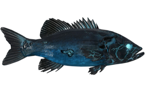Poisson Electrocutien aileron bleu.png