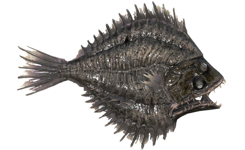 Fichier:Poisson Embuscade cendree.png