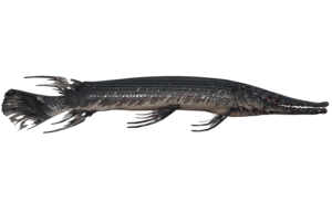 Poisson Happeur.png