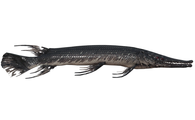 Fichier:Poisson Happeur.png