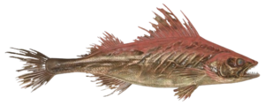 Poisson Oeiltorve fletri.png