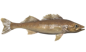 Poisson Perche.png
