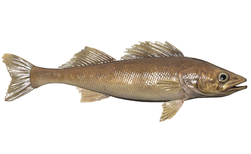 Fichier:Poisson Perche.png