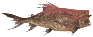 Poisson Poisson-brahmine.png
