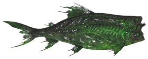 Poisson Poisson-brahmine luminescent.png