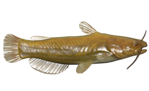 Poisson Poisson-chat jaune.png