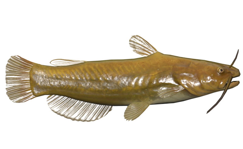 Fichier:Poisson Poisson-chat jaune.png