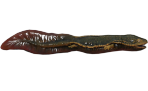 Poisson Poisson-gobeur.png
