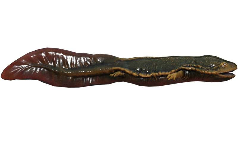 Fichier:Poisson Poisson-gobeur.png