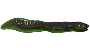 Poisson Poisson-gobeur luminescent.png