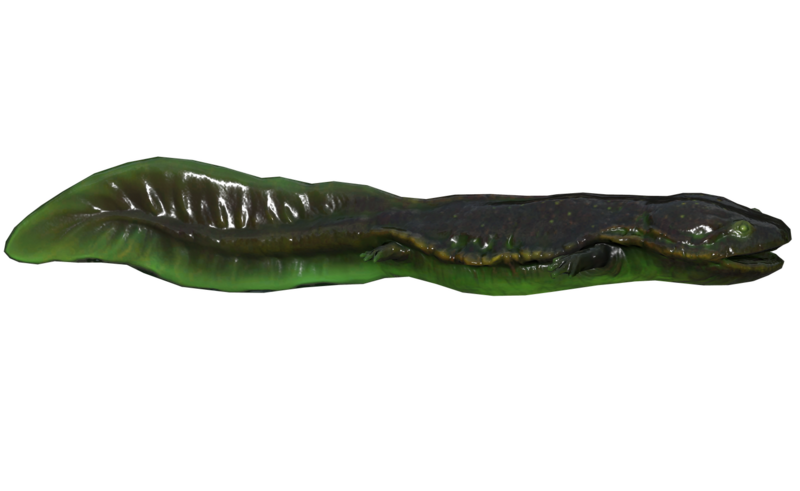 Fichier:Poisson Poisson-gobeur luminescent.png