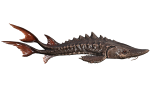 Poisson Poisson a epines blinde.png