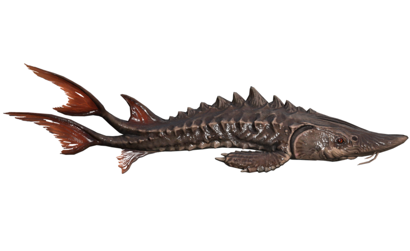 Fichier:Poisson Poisson a epines blinde.png