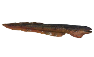 Poisson Radtetard mauve.png