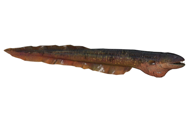 Fichier:Poisson Radtetard mauve.png