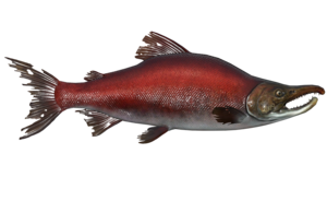 Poisson Saumon fumeux.png