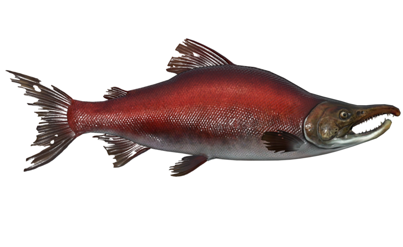 Fichier:Poisson Saumon fumeux.png