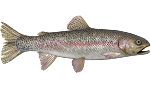 Poisson Truite des roches.png