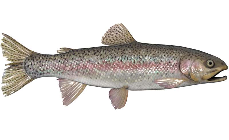 Fichier:Poisson Truite des roches.png