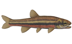 Poisson Vairon a ventre rouge.png