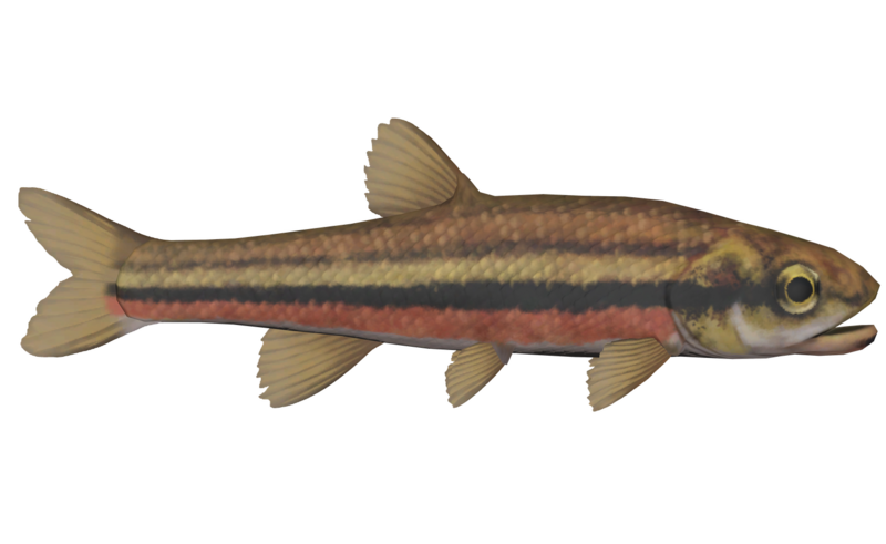 Fichier:Poisson Vairon a ventre rouge.png