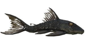 Poisson Wavy Willard.png