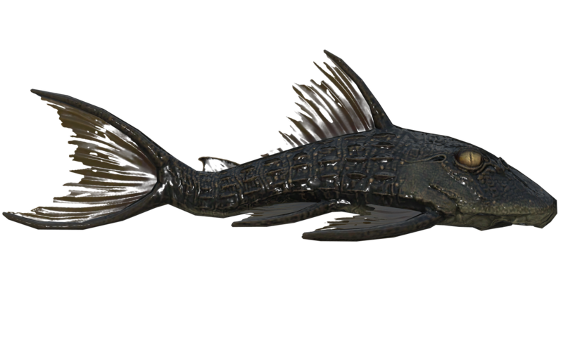 Fichier:Poisson Wavy Willard.png