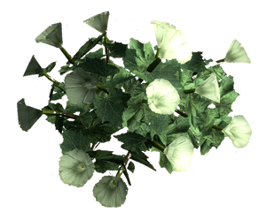 Racine datura sacrée.png