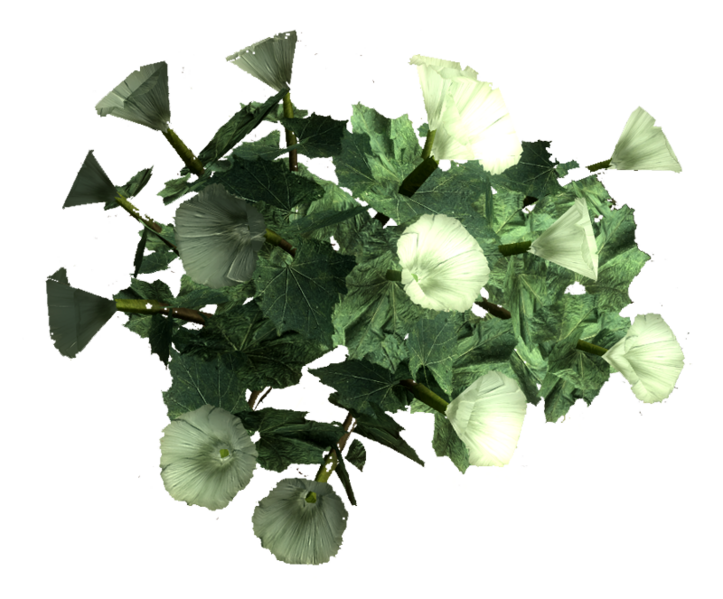 Fichier:Racine datura sacrée.png