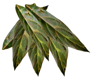 Tabac sauvage à mâcher.png