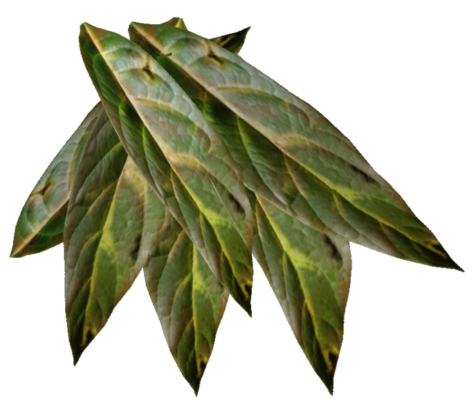 Fichier:Tabac sauvage à mâcher.png
